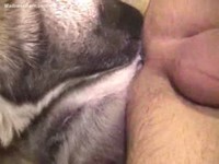 Cock craving amateur guy spreads his legs for sex with an animal